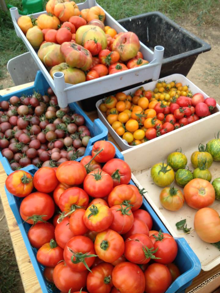 Fête de la tomate le 28 août 2016