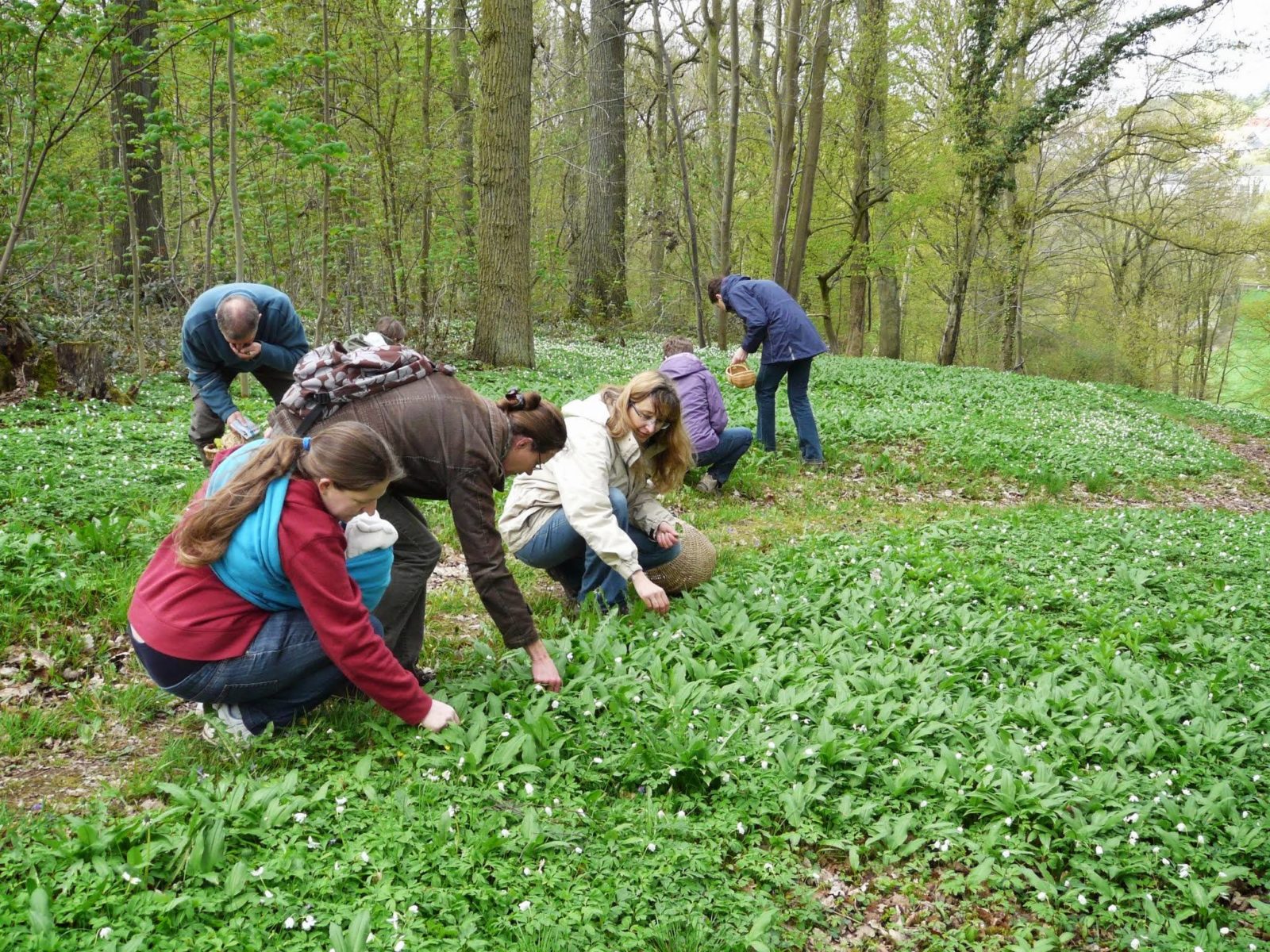 Balade nature, cueillette et cuisine des plantes sauvages le 14 mai 2016