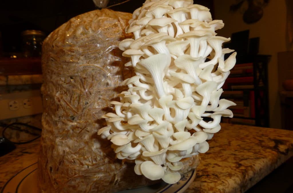Cultiver ses champignons : 23/02, 9/03 et 23/03/2019