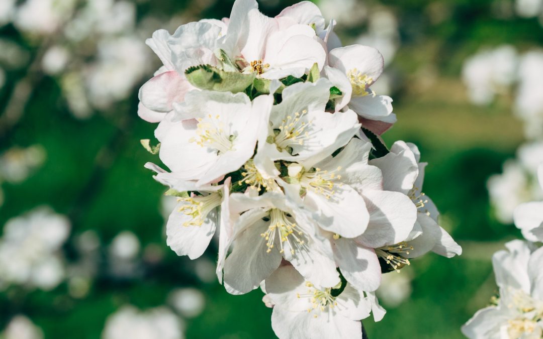 Atelier Taille des arbres fruitiers