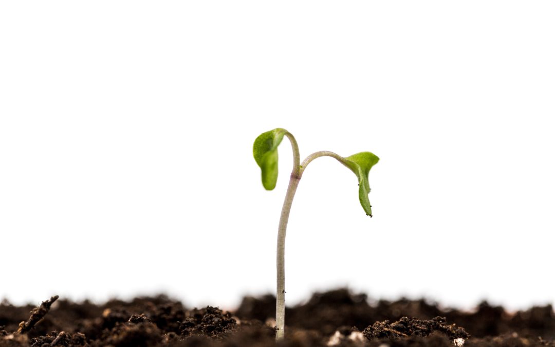 Journée Plantes sauvages
