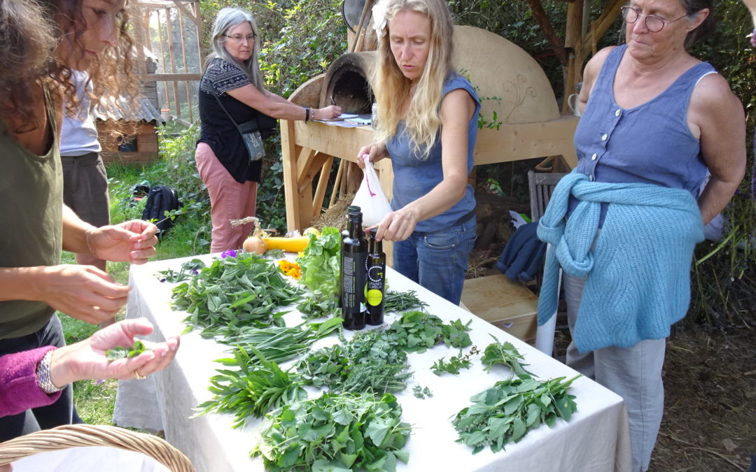 Cuisine vivante des plantes sauvages – Journée annulée