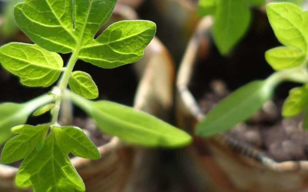 Bourse d’échange de plants