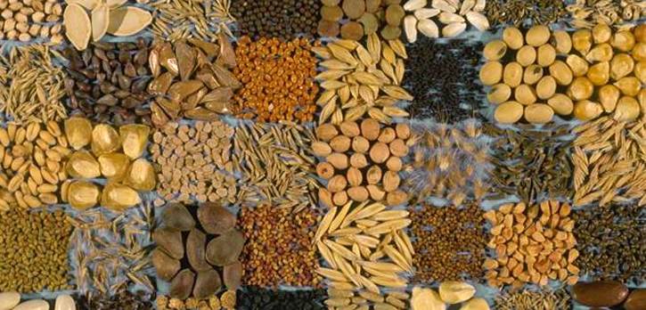 seeds