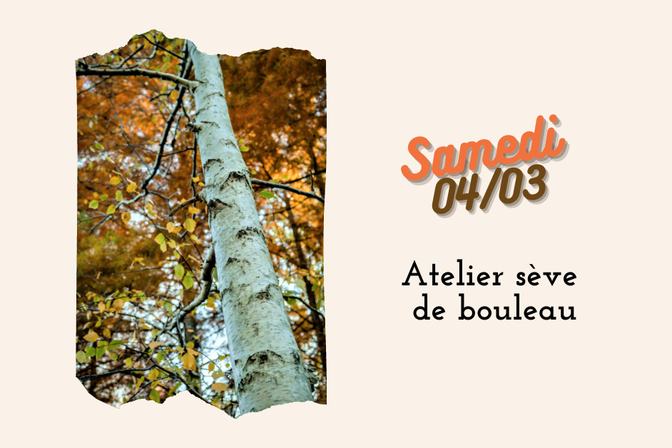 Samedi 04/03: atelier sève de bouleau