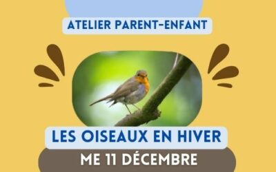 Atelier parent-enfant: Les oiseaux en hiver – Mercredi 11 décembre