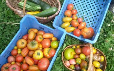 Epicerie: horaires d’été