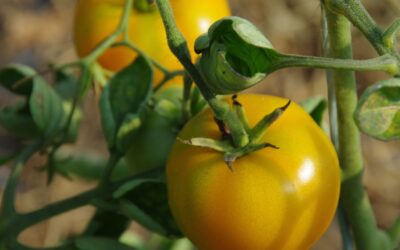 Pas d’édition 2025 de la Fête de la Tomate