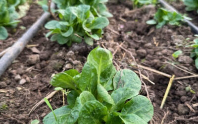 Démarrer son potager – cycle d&rsquo;ateliers