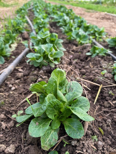 Démarrer son potager – cycle d&rsquo;ateliers