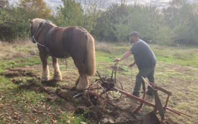 [Terminé] Dimanche 11 octobre – Produisons de la farine, étape 1 : journée préparation du sol avec traction animale